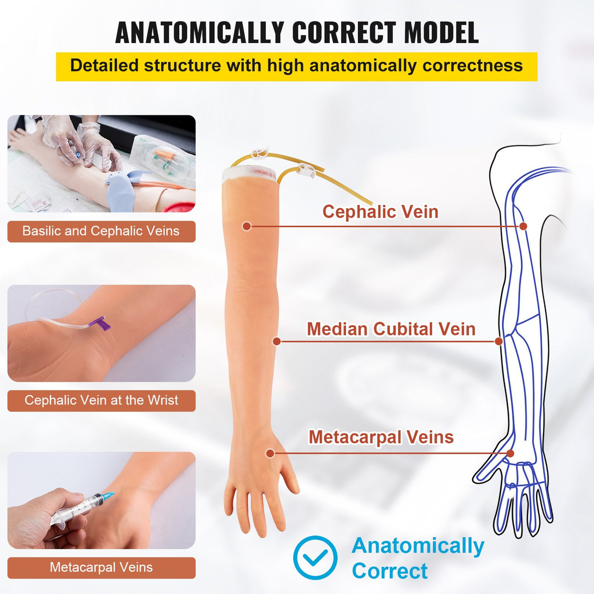 VEVOR Human Body Teaching Models - Select Your Configuration - JXMXTEACHINGMODELV0 - view 3