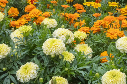 Marigolds: Perennials vs Annuals – Choosing the Best Types for Your Garden