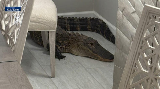 7-Foot Alligator Invades Florida Home Kitchen – Shocking Wildlife Encounter Caught on Camera