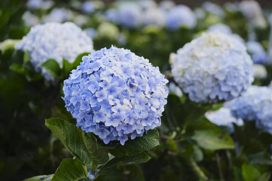 Best Tips for Growing Bigleaf Hydrangeas – Care, Pruning & Thriving Blooms This Summer