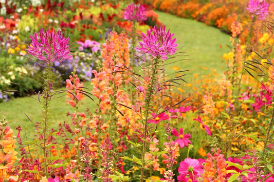 **Planning Your Spring Annuals Garden: 7 Flower Seeds to Start in March**