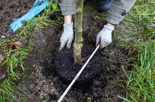 Best Dwarf Plants for Small Yards – Enhance Curb Appeal with Compact Trees & Shrubs