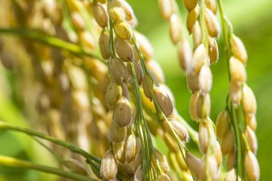 How to Plant and Grow Rice in Your Own Backyard for a Better Harvest This Year