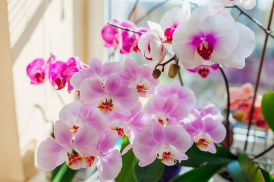 How to Keep Orchids Alive and Flourishing: Pro Tips