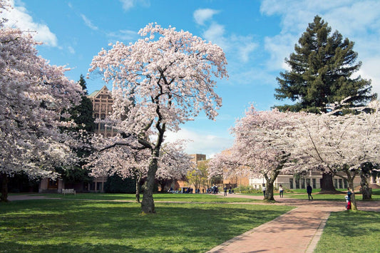 Top 10 Best Places to See Cherry Blossoms in the US This Spring