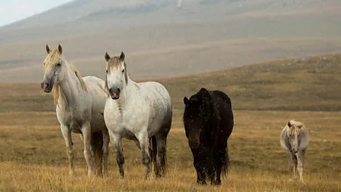 Wild Horses of Bosnia – Discover the Natural Beauty and Conservation Efforts in the Cincar Mountains