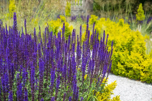 **Why Add Salvia to Your Landscape for a Gorgeous Front Yard**