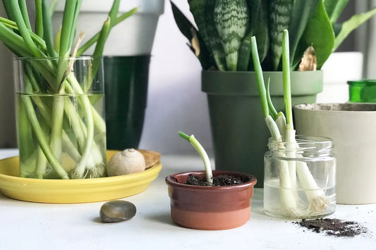 Indoor Gardening for Apartment Dwellers – Tips for Growing Herbs, Fruits & Vegetables Without Outdoor Space