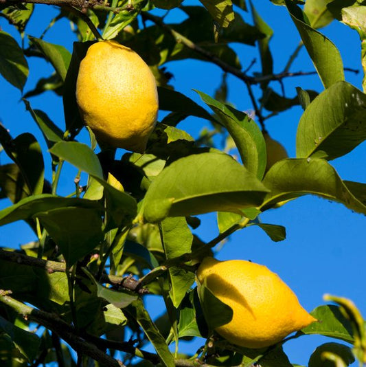 Growing Lemon Trees – Expert Tips for Sunlight, Watering, and Fertilization