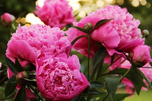 Best Time to Fertilize Peonies – Get Healthier, Fuller Blooms All Season Long