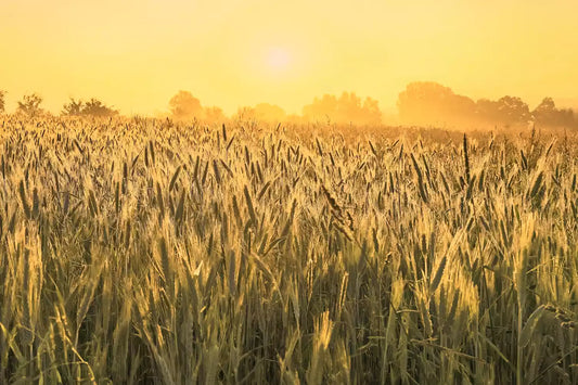 📢 Brace for a Hot and Dry Summer: Essential Tips for Staying Cool and Conserving Water