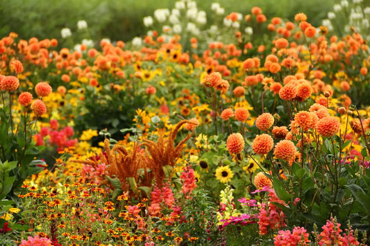 Dahlia Companion Plants – Enhance Your Garden with Asters, Bee Balms & More for Lasting Blooms