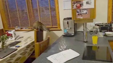 Otter Causes Chaos in Shetland Kitchen – Family Surprised by Hilarious Wildlife Encounter