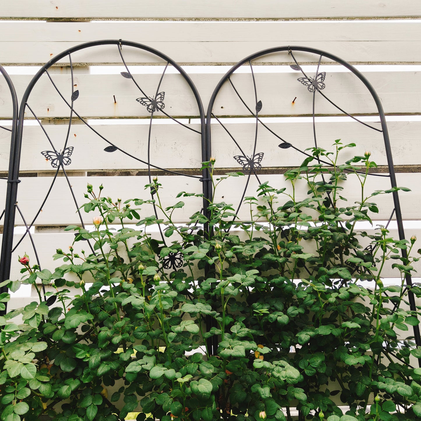 4 Pack Metal Garden Trellis 86.7" x 19.7" Rustproof Trellis for Climbing Plants Outdoor Flower Support Butterfly Deco Black image 5