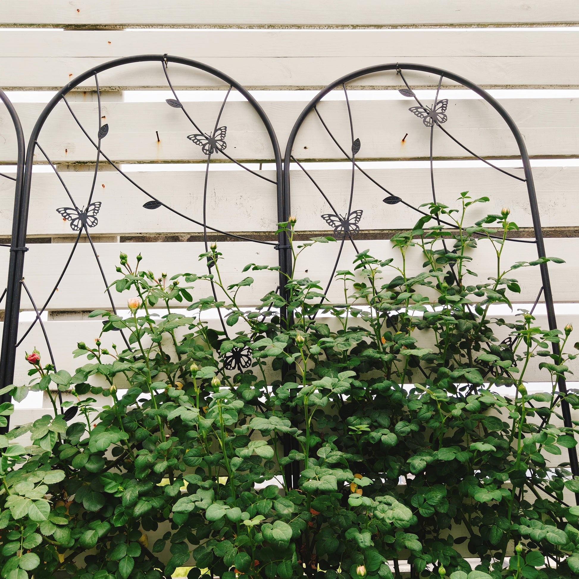 4 Pack Metal Garden Trellis 86.7" x 19.7" Rustproof Trellis for Climbing Plants Outdoor Flower Support Butterfly Deco Black image 5