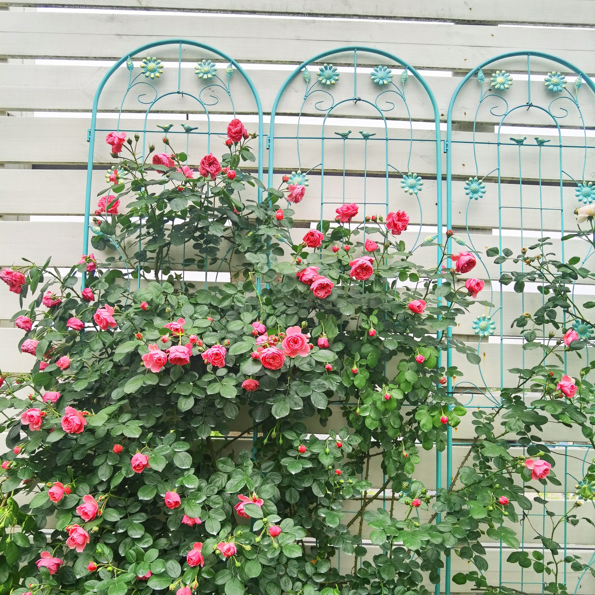 4 Pack Metal Garden Trellis 86.7" x 19.7" Rustproof Trellis for Climbing Plants Outdoor Flower Support Green image 7