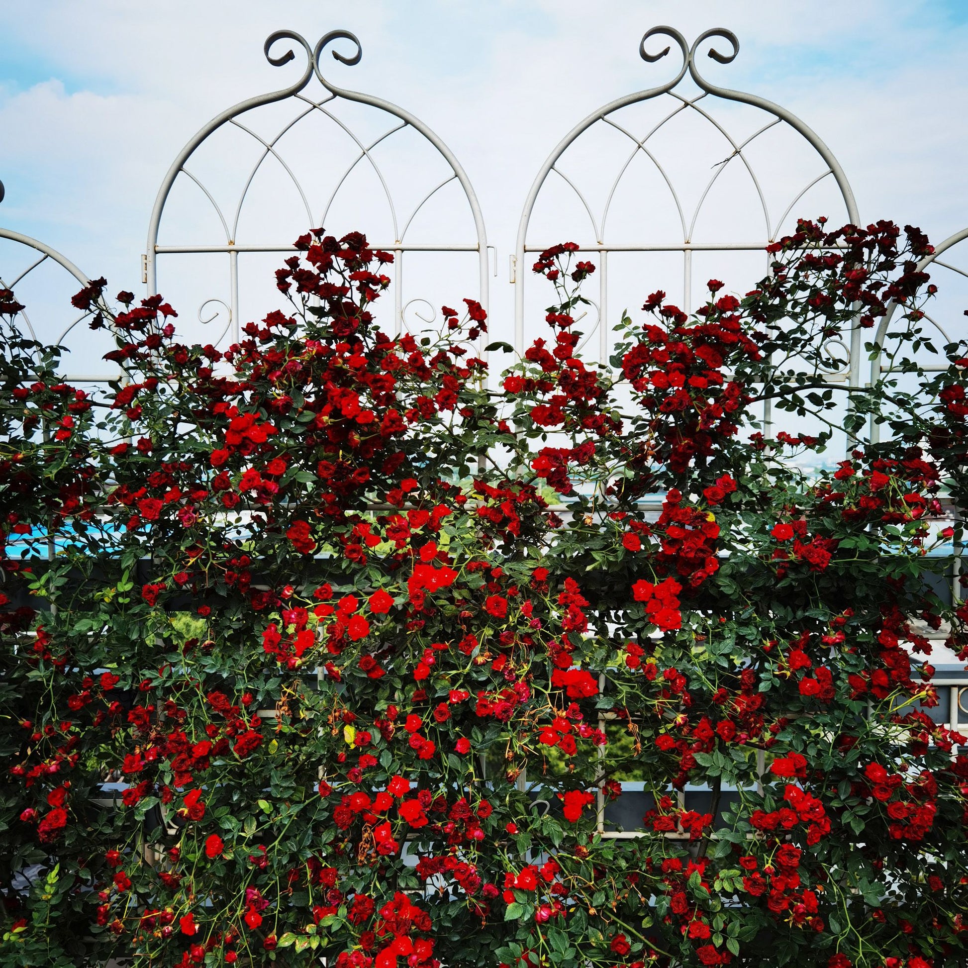 2 Pack Metal Garden Trellis 71" x 19.7" Rustproof Trellis for Climbing Plants Outdoor Flower Support Cream White image 13
