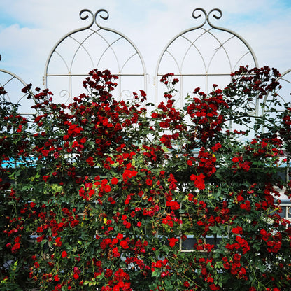 2 Pack Metal Garden Trellis 71" x 19.7" Rustproof Trellis for Climbing Plants Outdoor Flower Support Cream White image 13