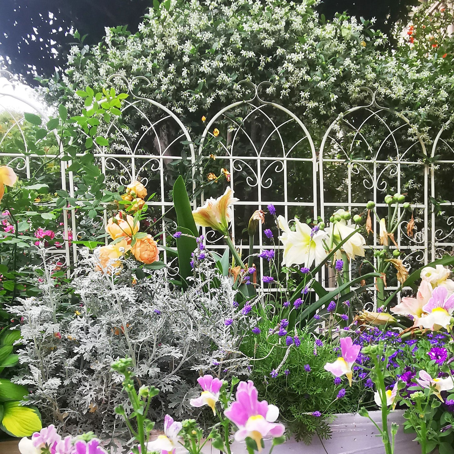 2 Pack Metal Garden Trellis 71" x 19.7" Rustproof Trellis for Climbing Plants Outdoor Flower Support Cream White image 8