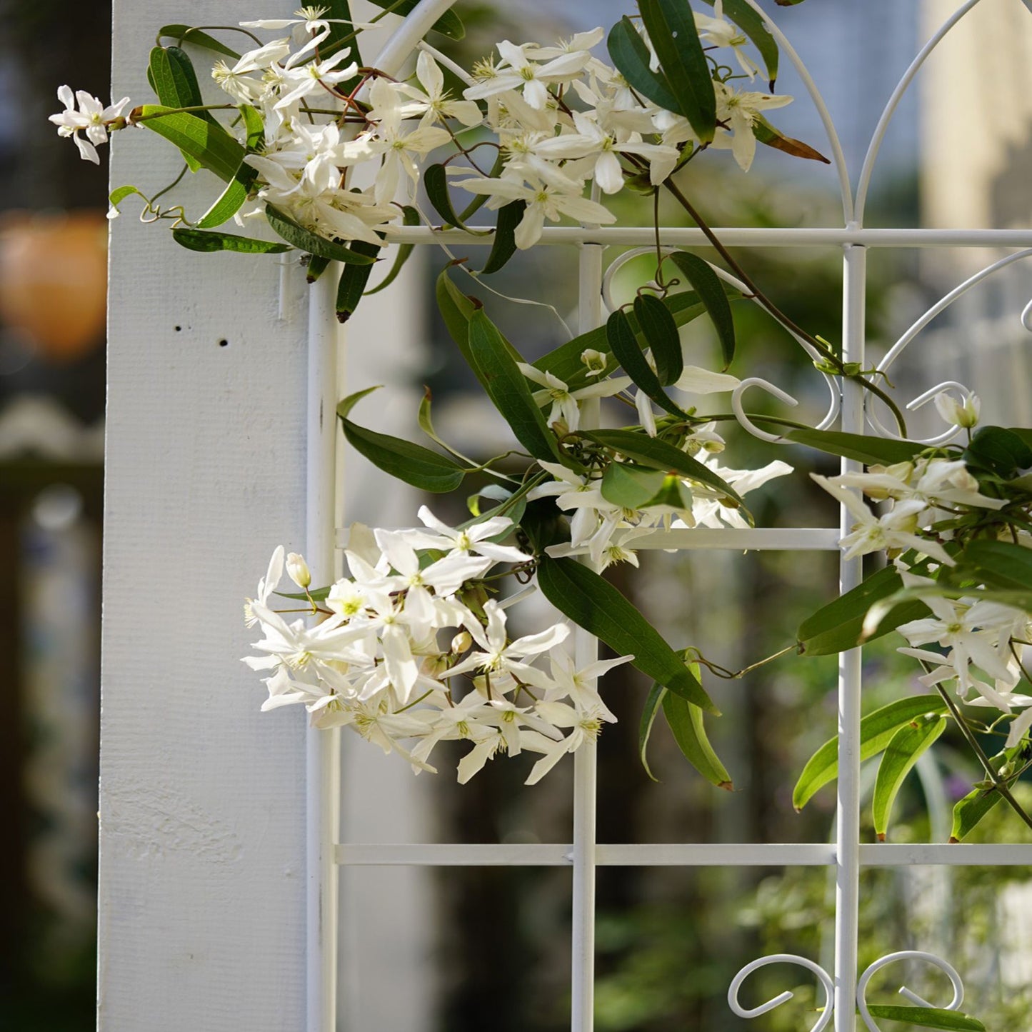 2 Pack Metal Garden Trellis 71" x 19.7" Rustproof Trellis for Climbing Plants Outdoor Flower Support Cream White image 10