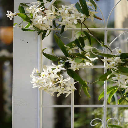 2 Pack Metal Garden Trellis 71" x 19.7" Rustproof Trellis for Climbing Plants Outdoor Flower Support Cream White image 10