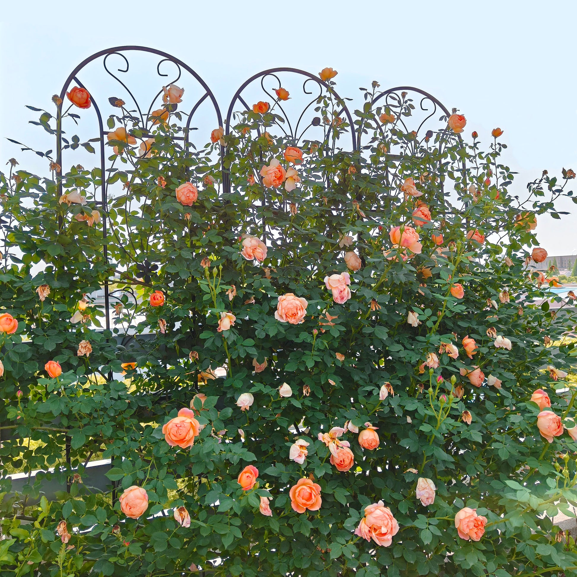 4 Pack Metal Garden Trellis 86.7" x 19.7" Rustproof Trellis for Climbing Plants Outdoor Flower Support Peacock Style Black image 5
