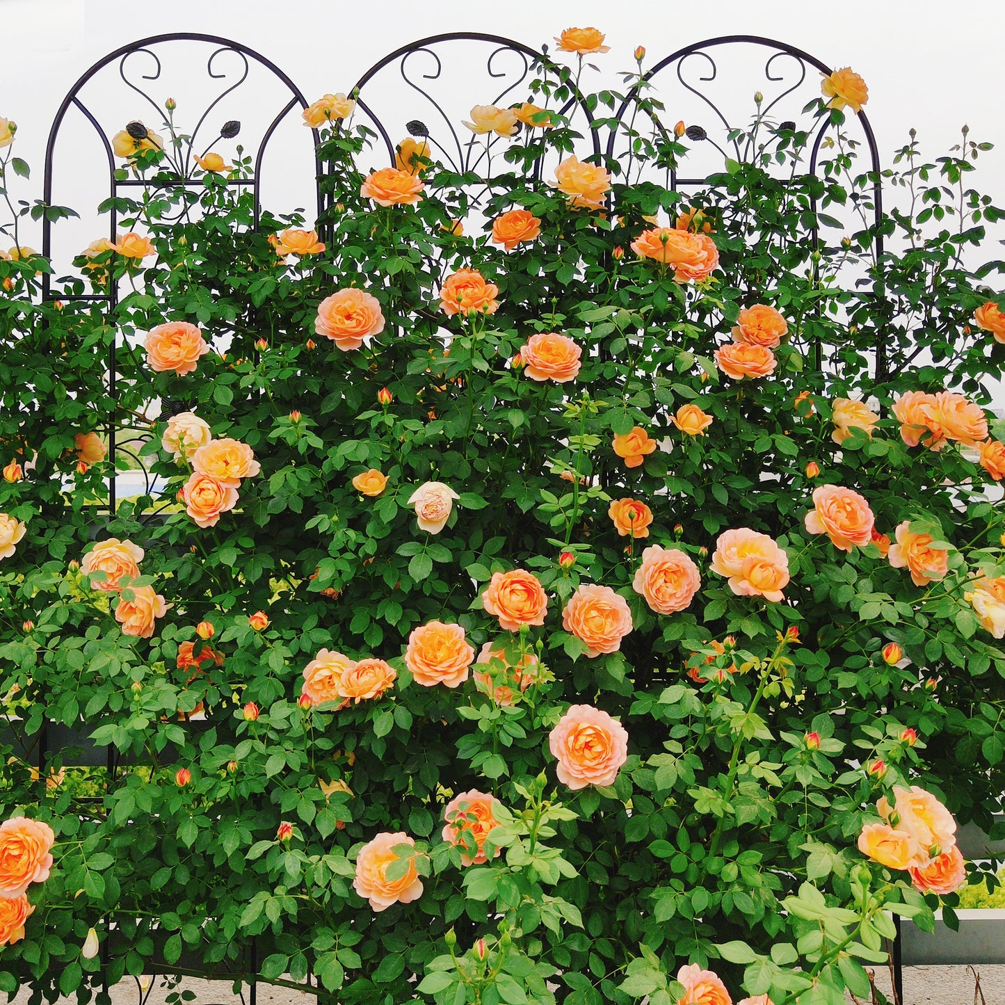 4 Pack Metal Garden Trellis 86.7" x 19.7" Rustproof Trellis for Climbing Plants Outdoor Flower Support Peacock Style Black image 4