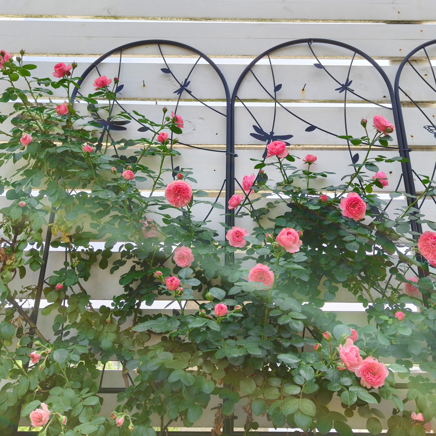 2 Pack Metal Garden Trellis 86.7" x 19.7" Rustproof Trellis for Climbing Plants Outdoor Flower Support Dragonfly Deco Black image 5