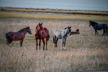 Horse framed wall art decor country western farmhouse wood painting wild horses grassland 36x24 inch image 5