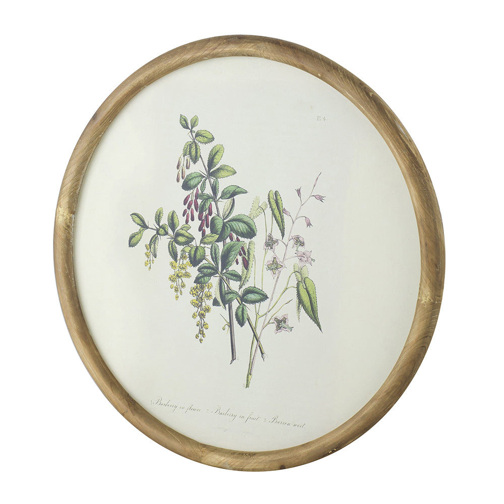 S/4 D19.7" Flora Print Round Frame image 3