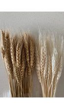 Dried Wheatgrass image 1