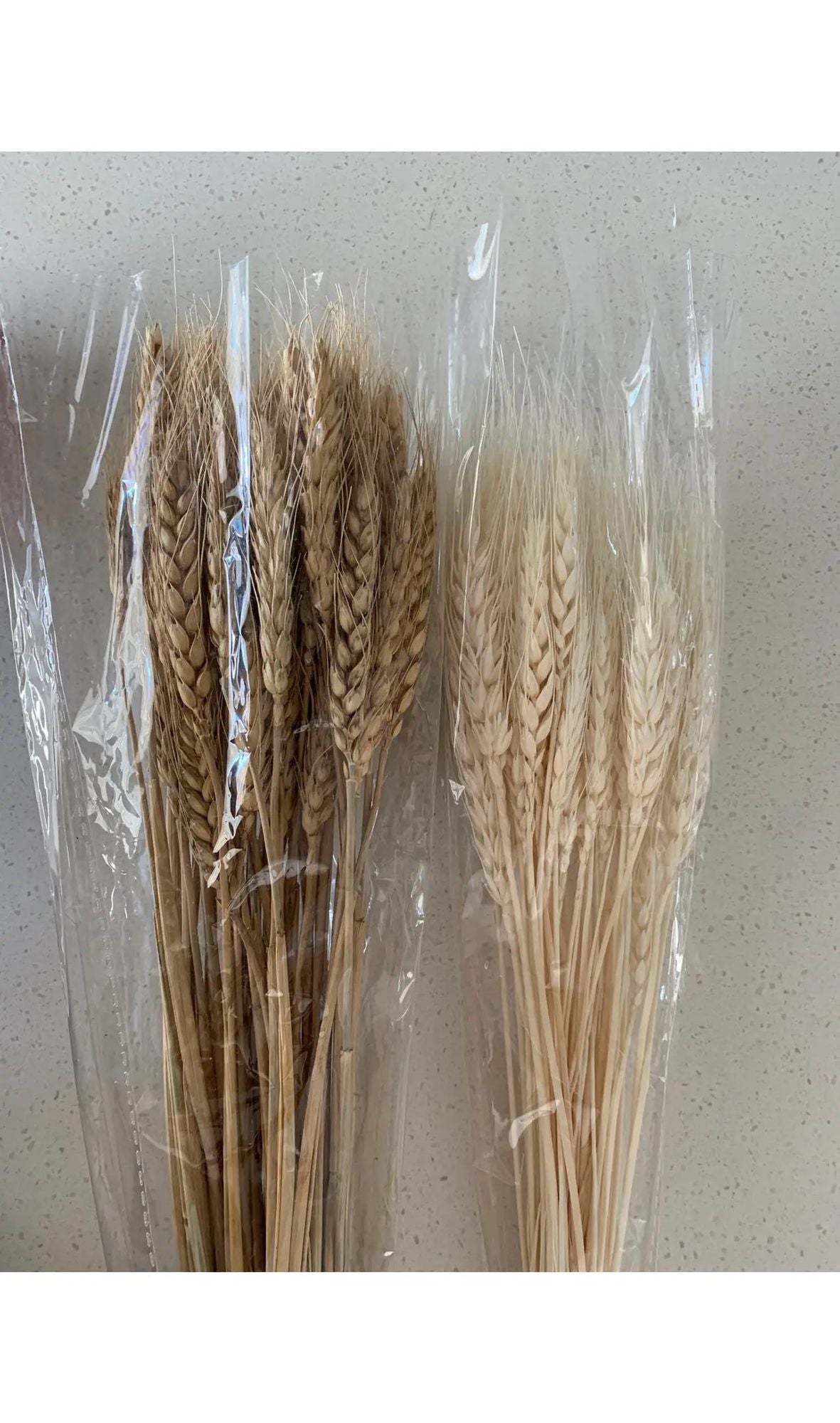 Dried Wheatgrass image 4