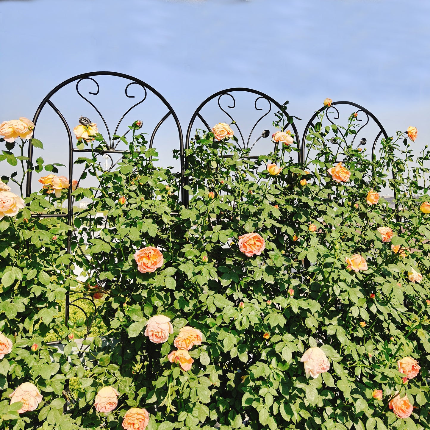4 Pack Metal Garden Trellis 86.7" x 19.7" Rustproof Trellis for Climbing Plants Outdoor Flower Support Peacock Style Black image 3