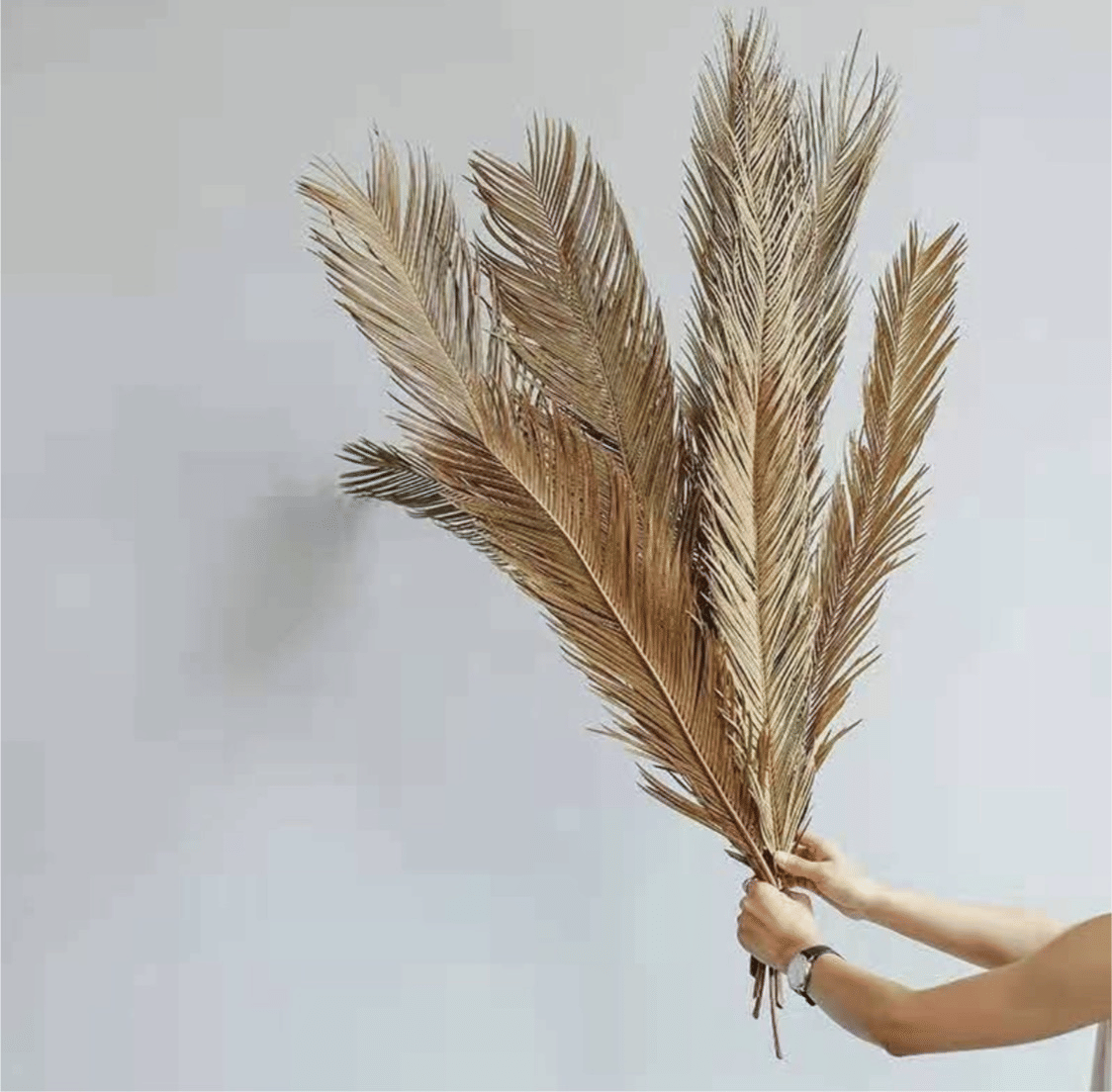 Folium Cycas image 1