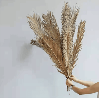 Folium Cycas image 1