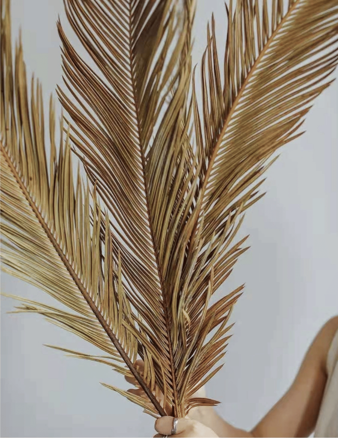 Folium Cycas image 3