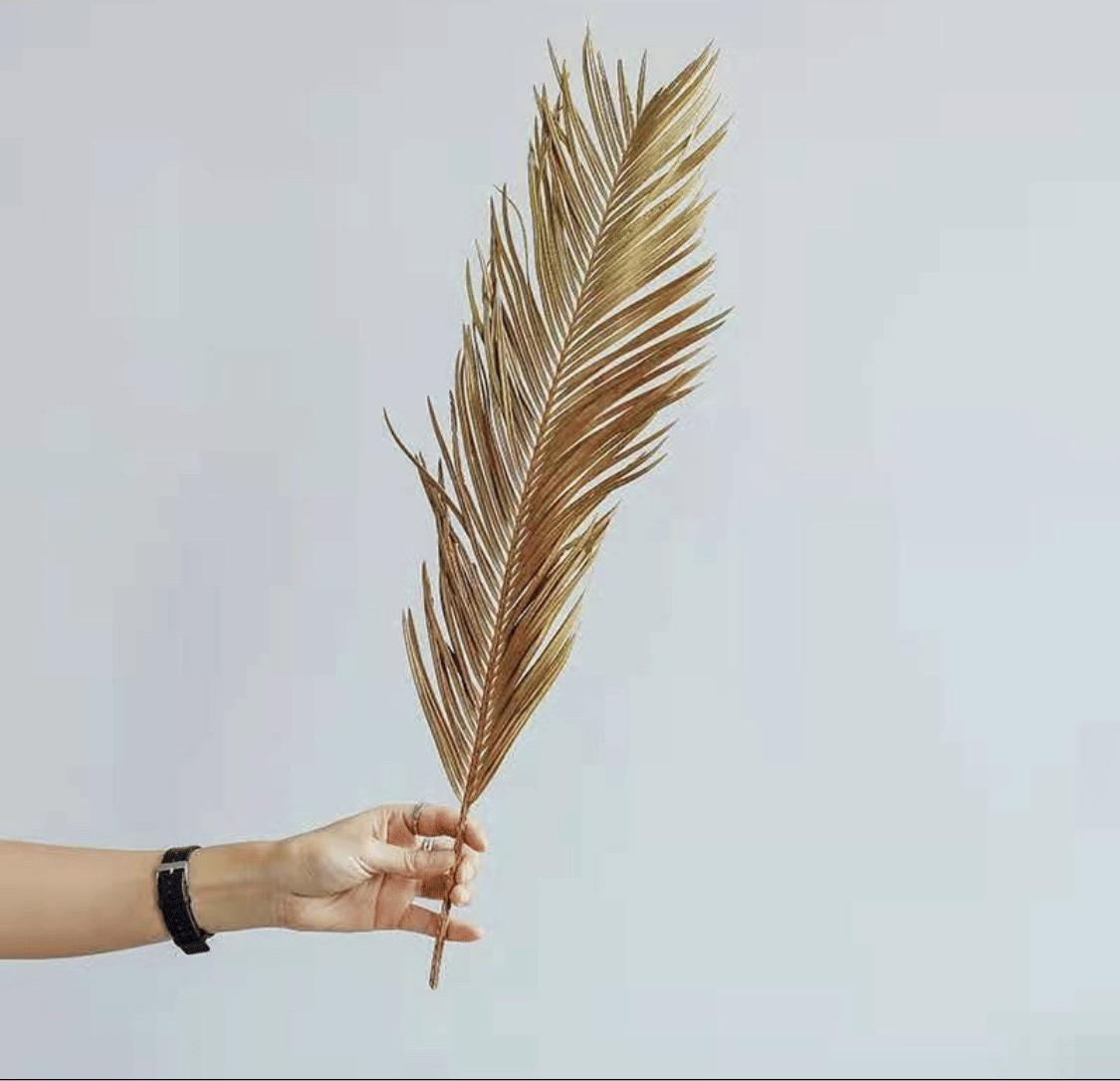 Folium Cycas image 2