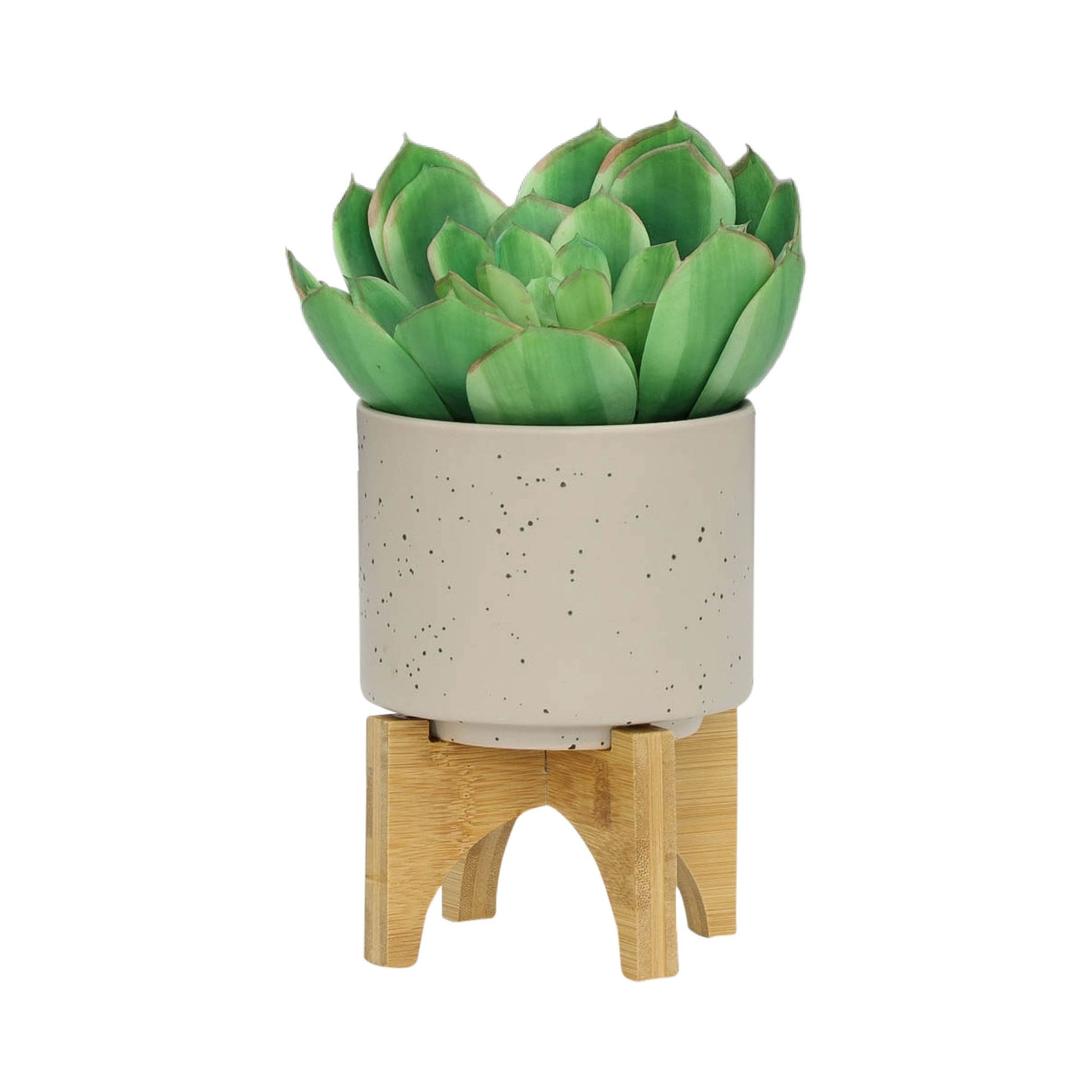 S/2 5/8" PLANTER W/ WOOD STAND, MATTE BEIGE image 4