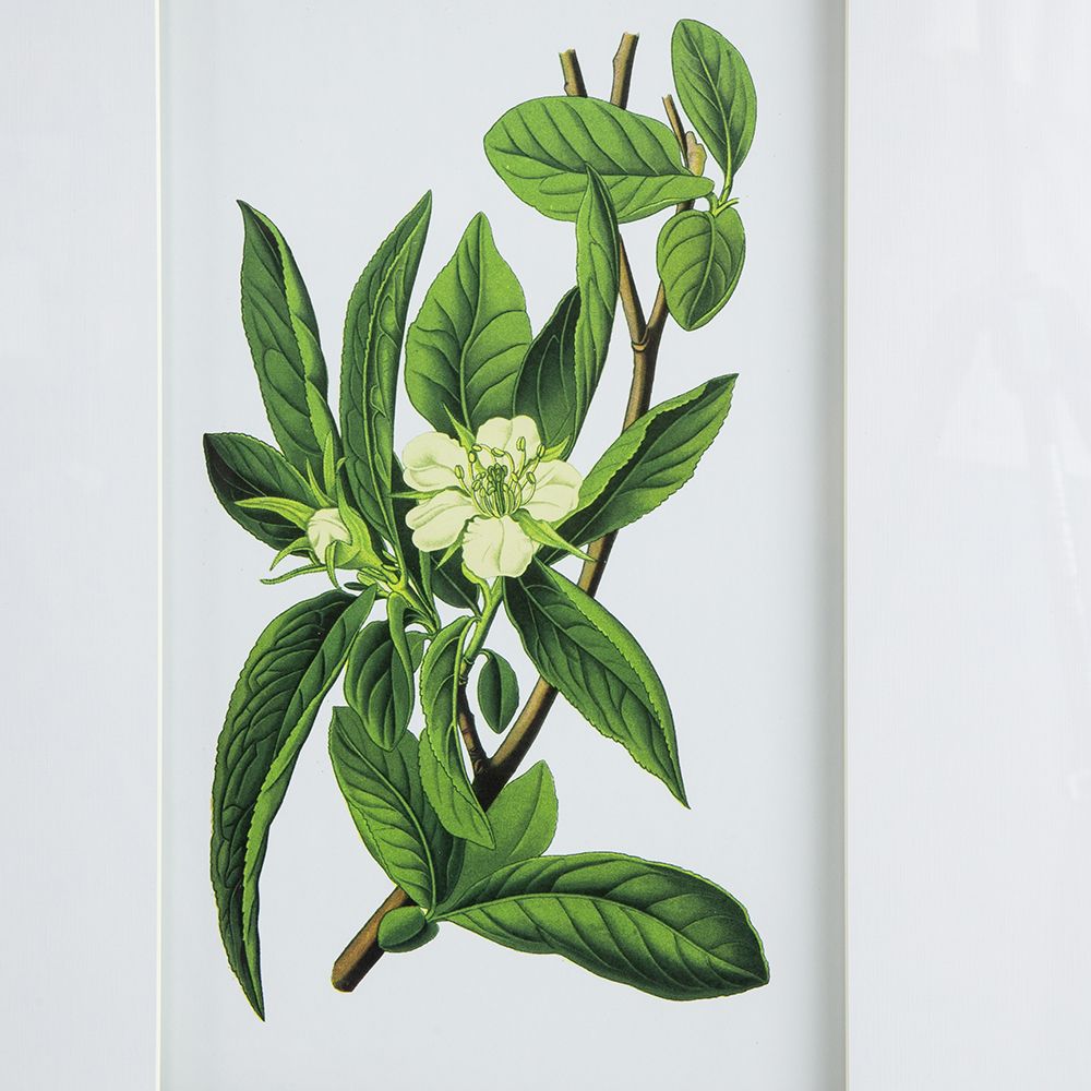 Set of 4 Botanical Flower Wall Art, Home Decor for Living Room, Dining Room, Bedroom, Hallway, 20" x 28" image 12