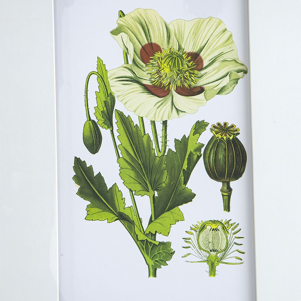 Set of 4 Botanical Flower Wall Art, Home Decor for Living Room, Dining Room, Bedroom, Hallway, 20" x 28" image 11