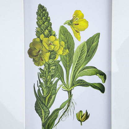 Set of 4 Botanical Flower Wall Art, Home Decor for Living Room, Dining Room, Bedroom, Hallway, 20" x 28" image 14