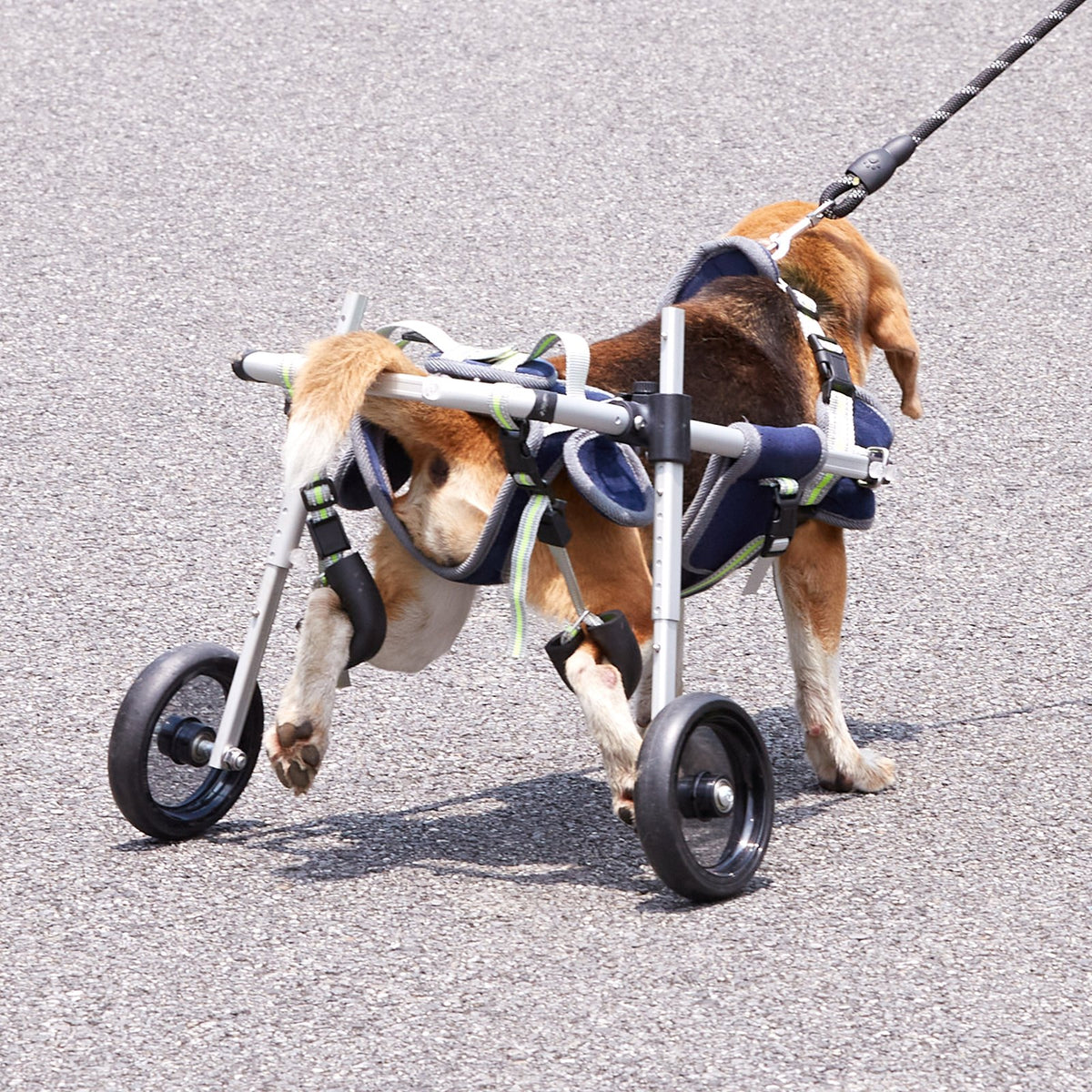 VEVOR 2 Wheels Dog Wheelchair for Back Legs, Pet Wheelchair Lightweight & Adjustable Assisting in Healing,  Dog Cart/Wheelchair for Injured, Disabled, Paralysis, Hind Limb Weak Pet(S) - CWLYLLSLLSXHJR1J3V0 - view 9