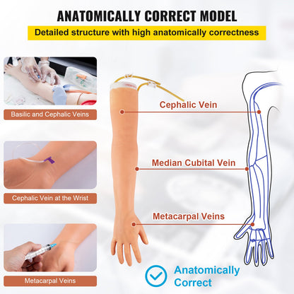 VEVOR Human Body Teaching Models - Select Your Configuration - JXMXTEACHINGMODELV0 - view 3